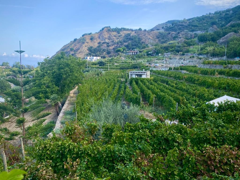 C’est la vie, il wine resort tra le vigne di Ischia ed il fine dining di Emmanuel Scotti